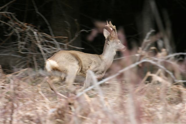 Il Capriolo